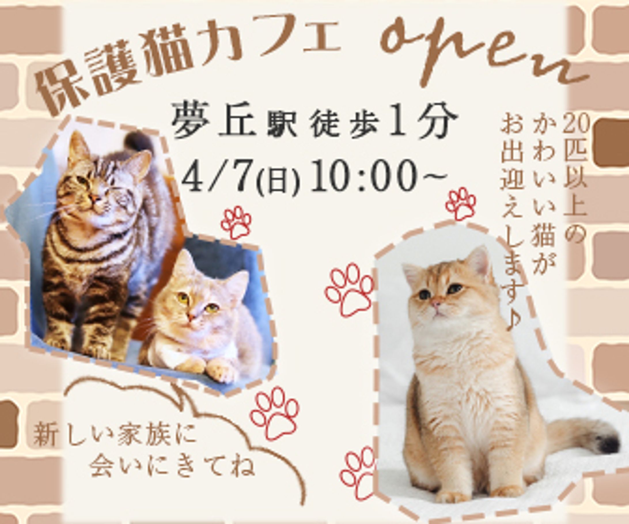 保護猫カフェ　バナー-1