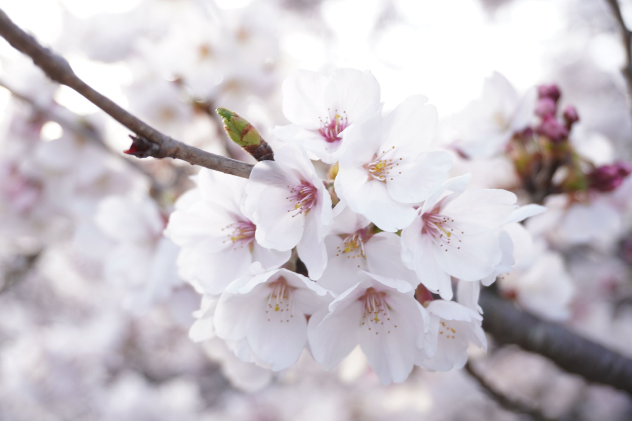 2024 Spring Photo-1