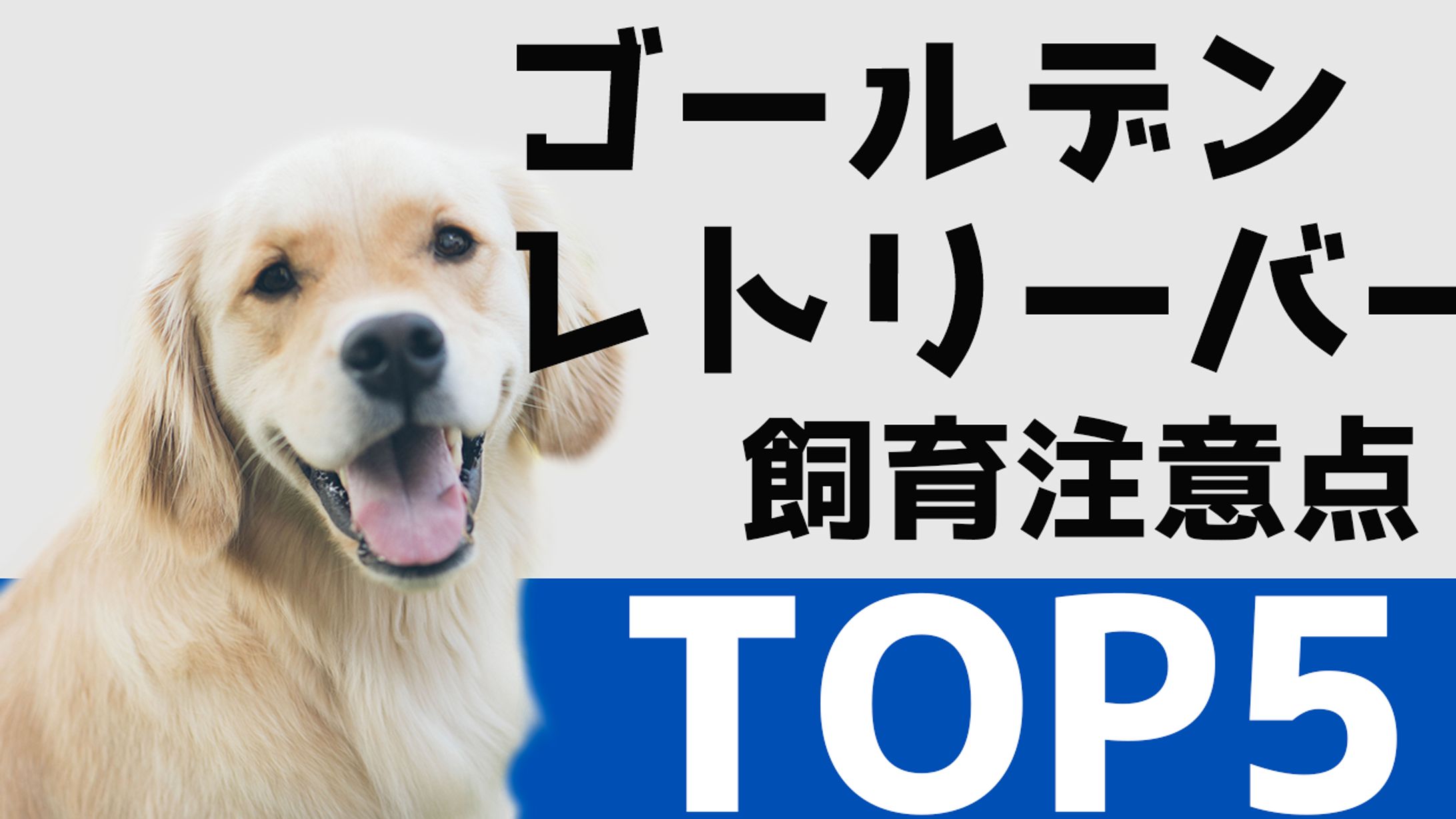 【サムネイルサンプル】ペット系-1