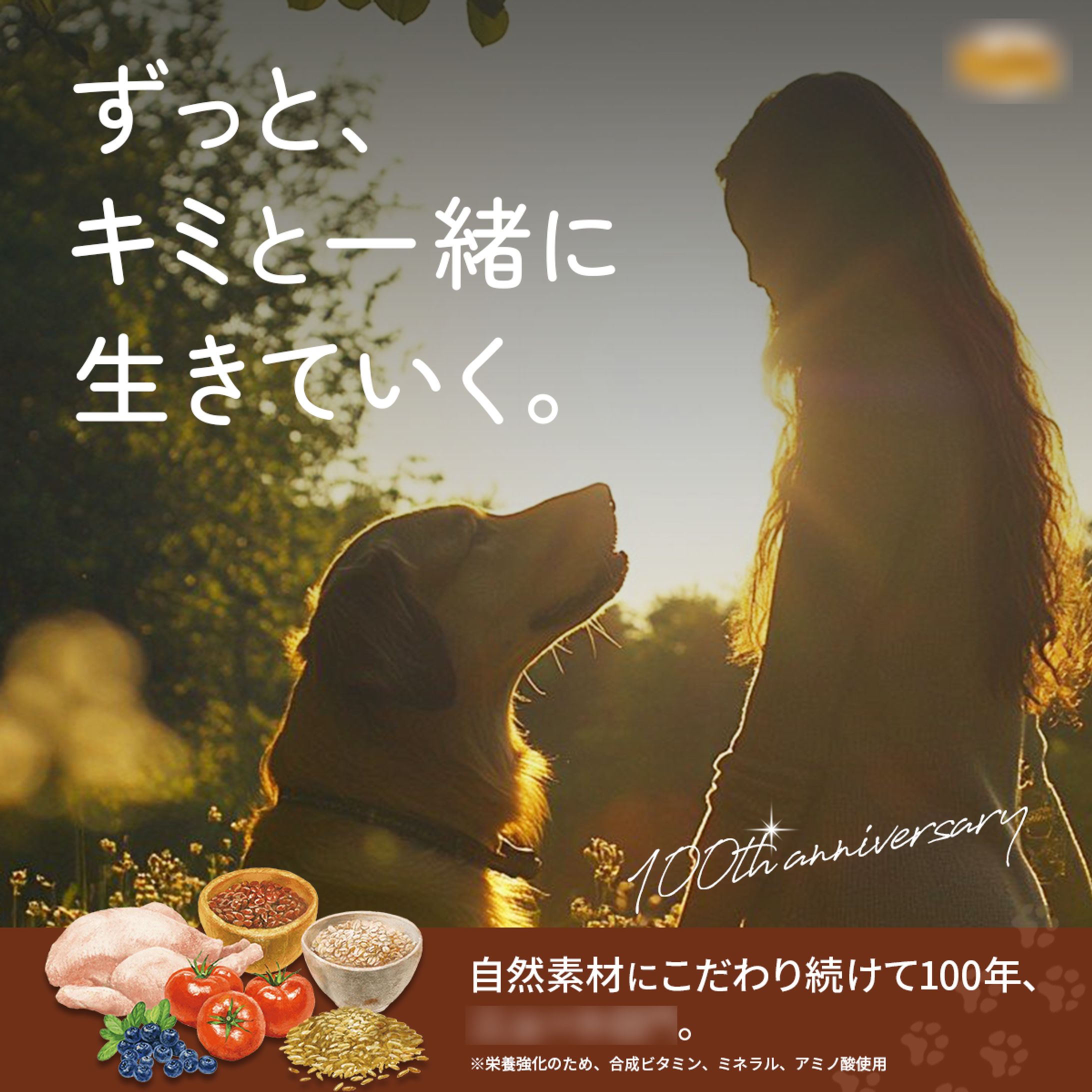 バナー：ドックフード-1