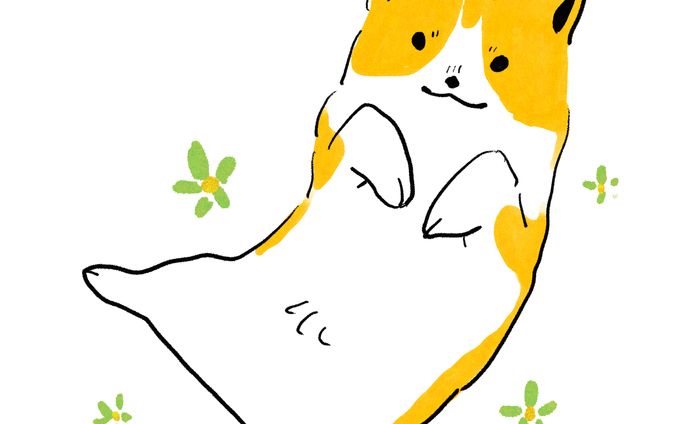 おなか見せコーギー