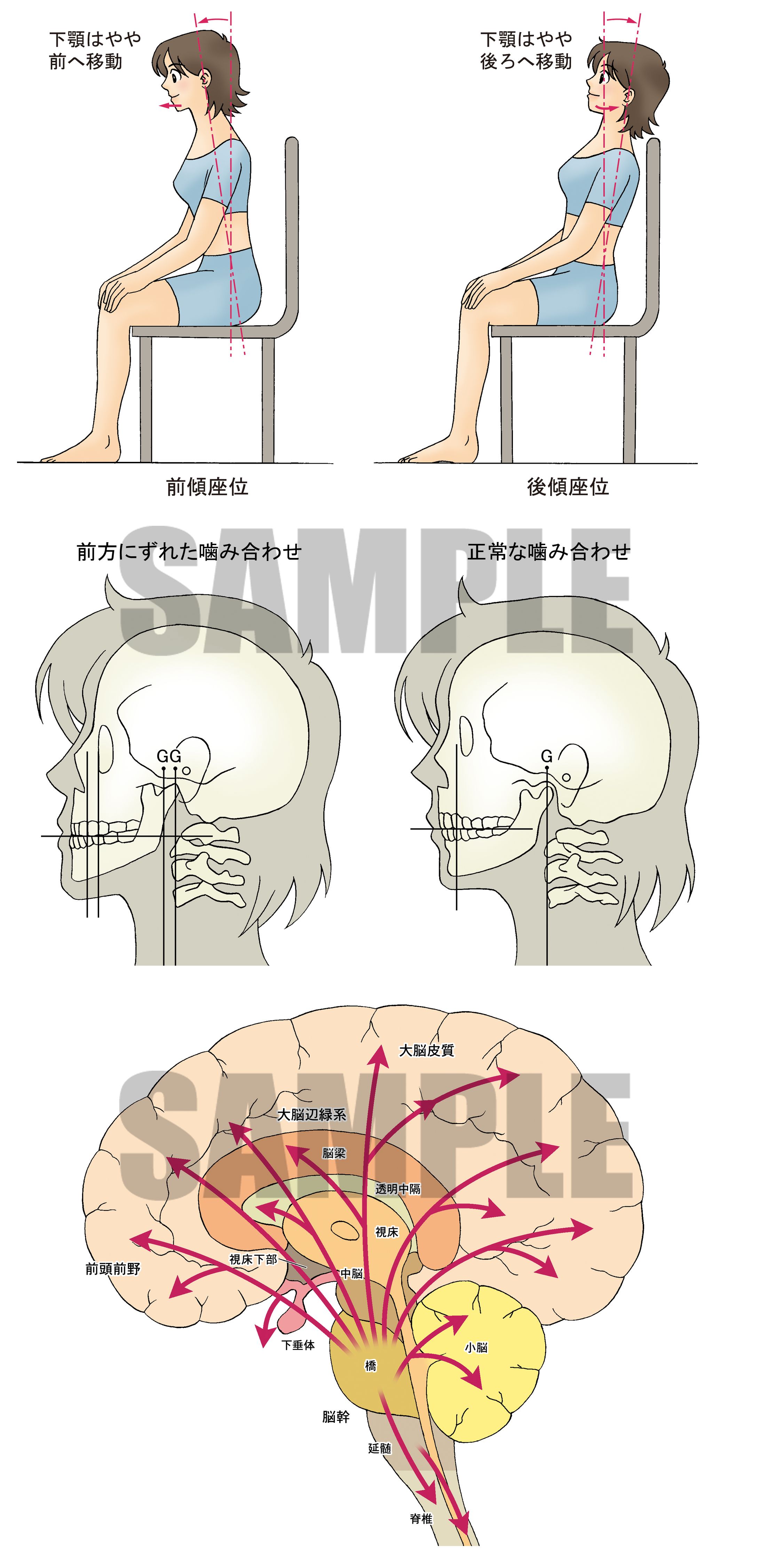 人体解説図-1