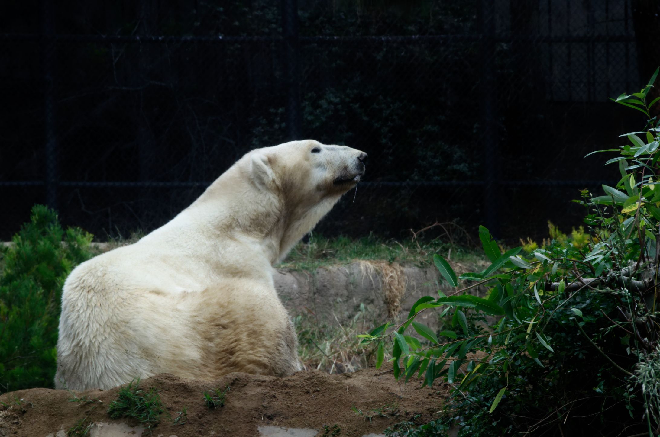 Photography [San Diego Zoo]-1