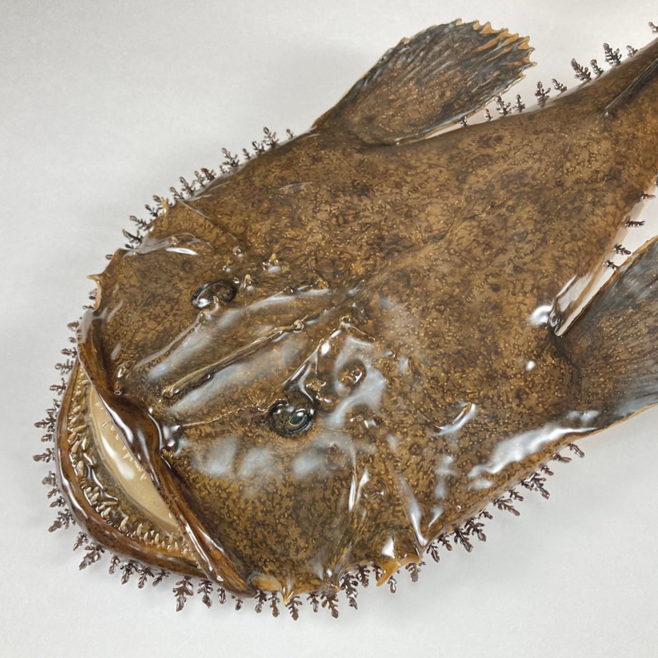 アンコウ　剥製-1