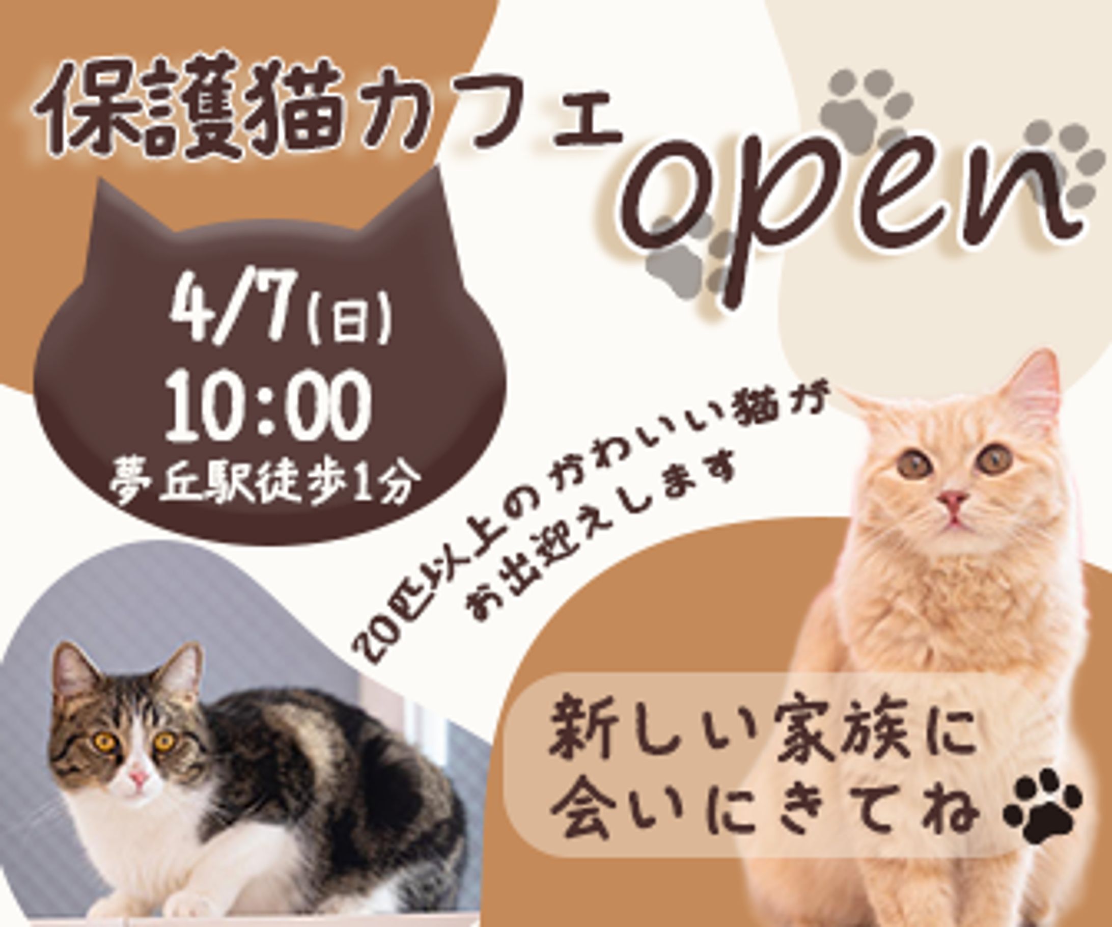 保護猫カフェのオープン告知-1