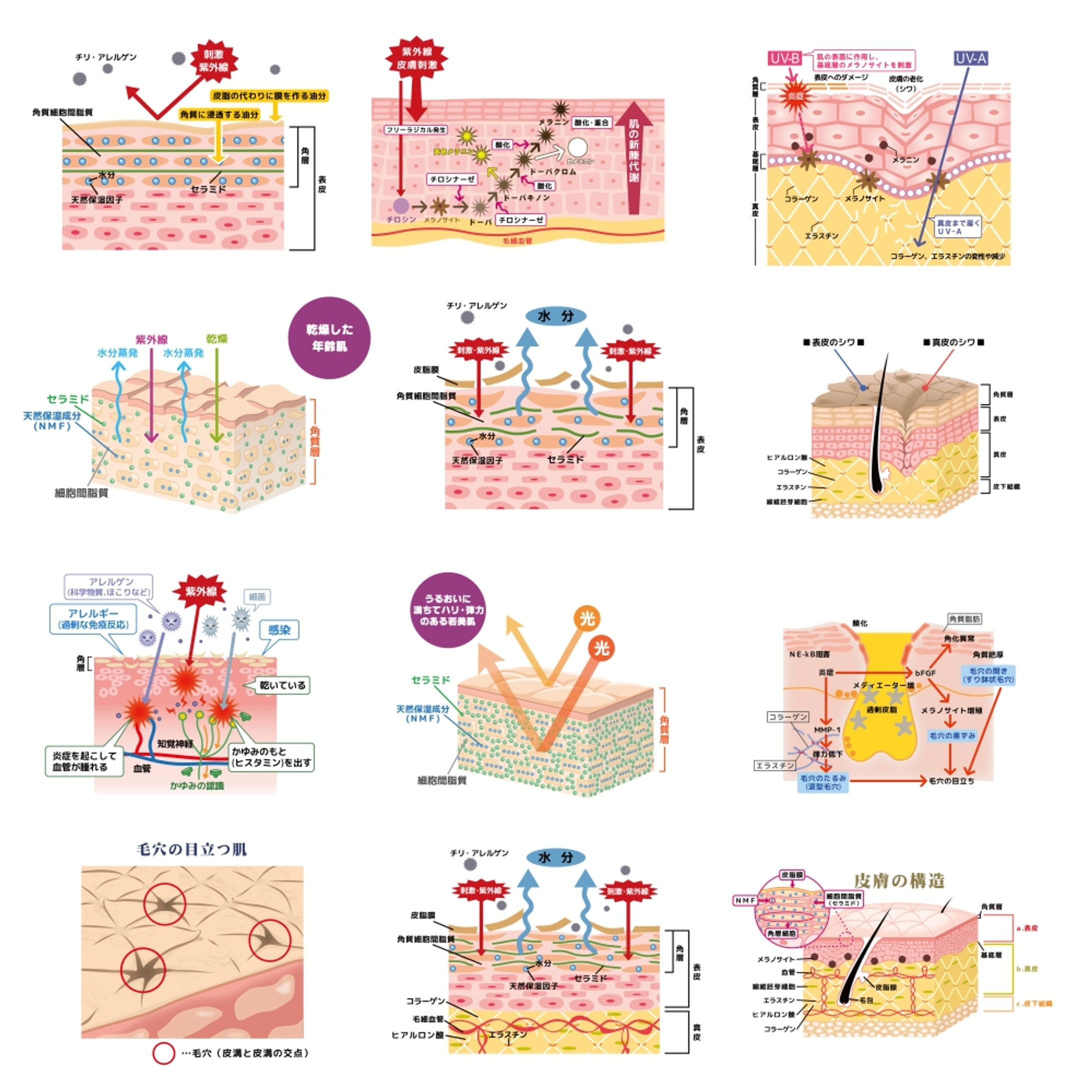 図解イラスト | フルムーンライツ-1