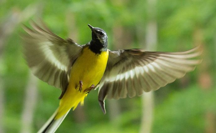 野鳥写真