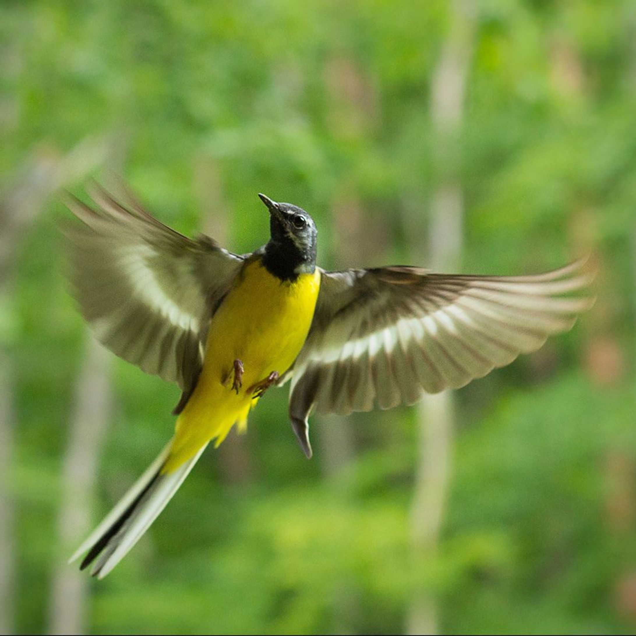 野鳥写真-1