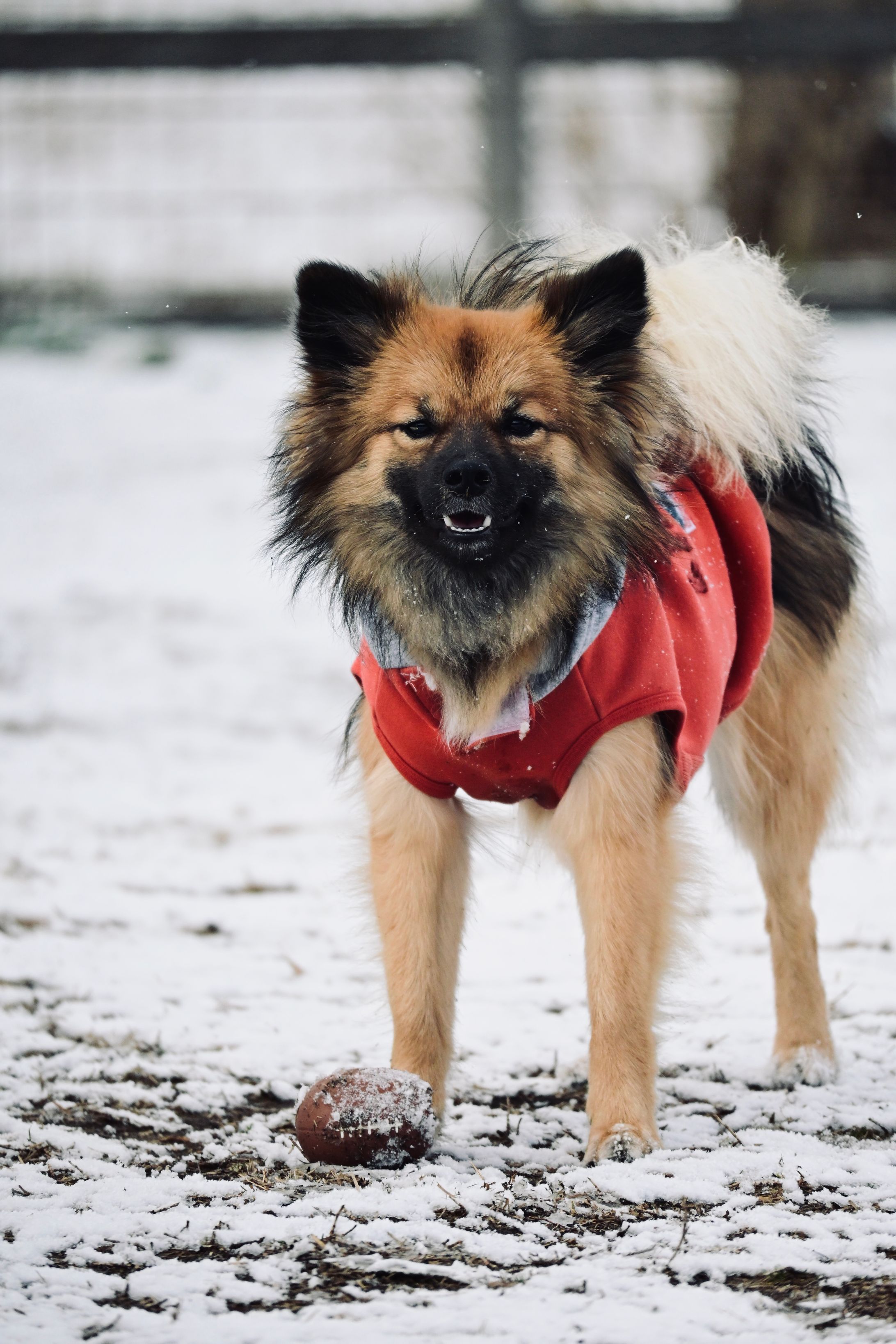 うちの子フォト-1