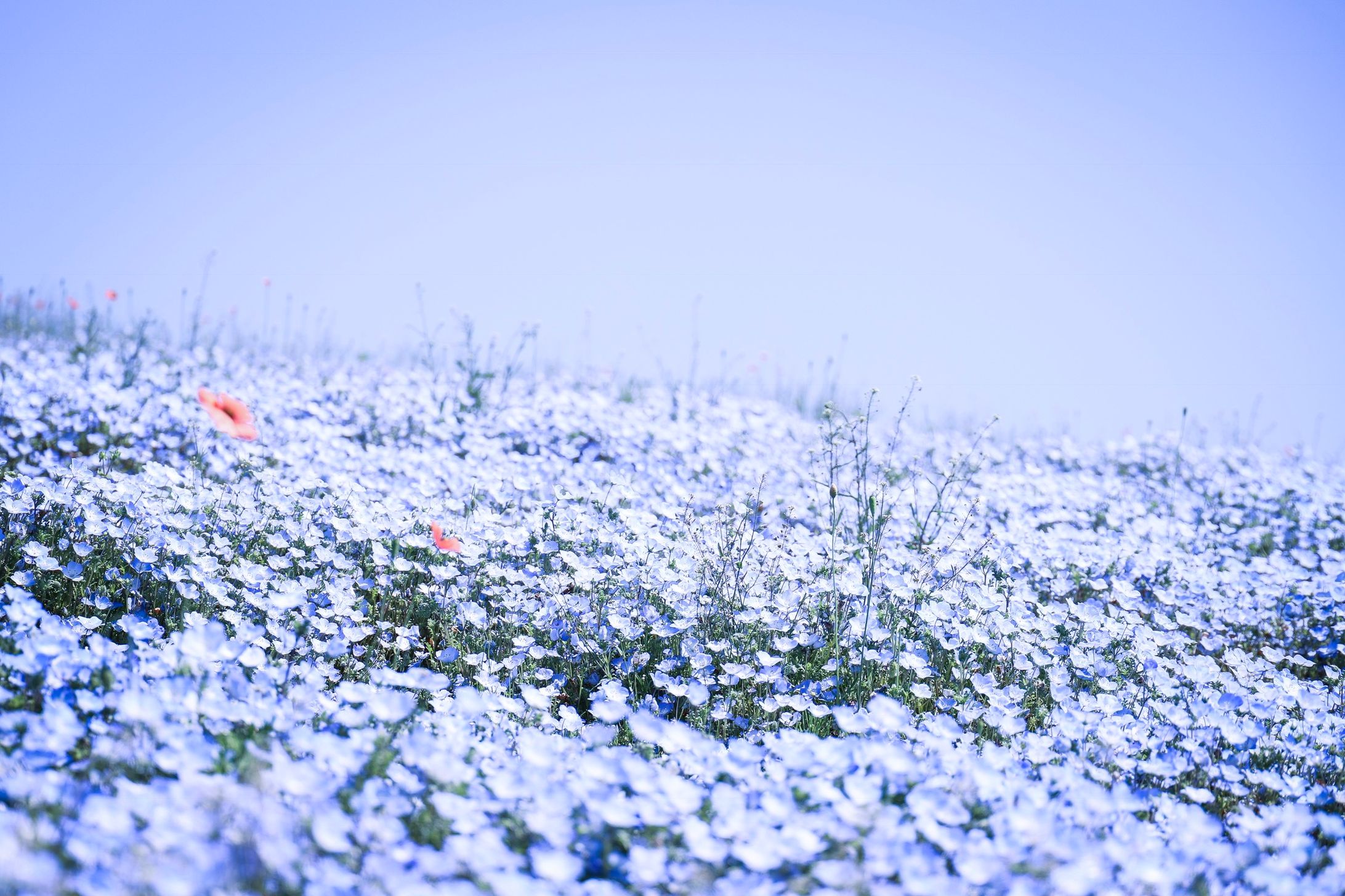 38336AA5 CD68 4D59 AE9C 95471B17945D-1