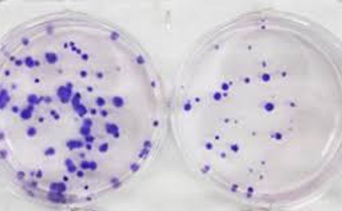 細胞毒性APIの世界および日本市場：メーカー、シェア、トレンド予測2025