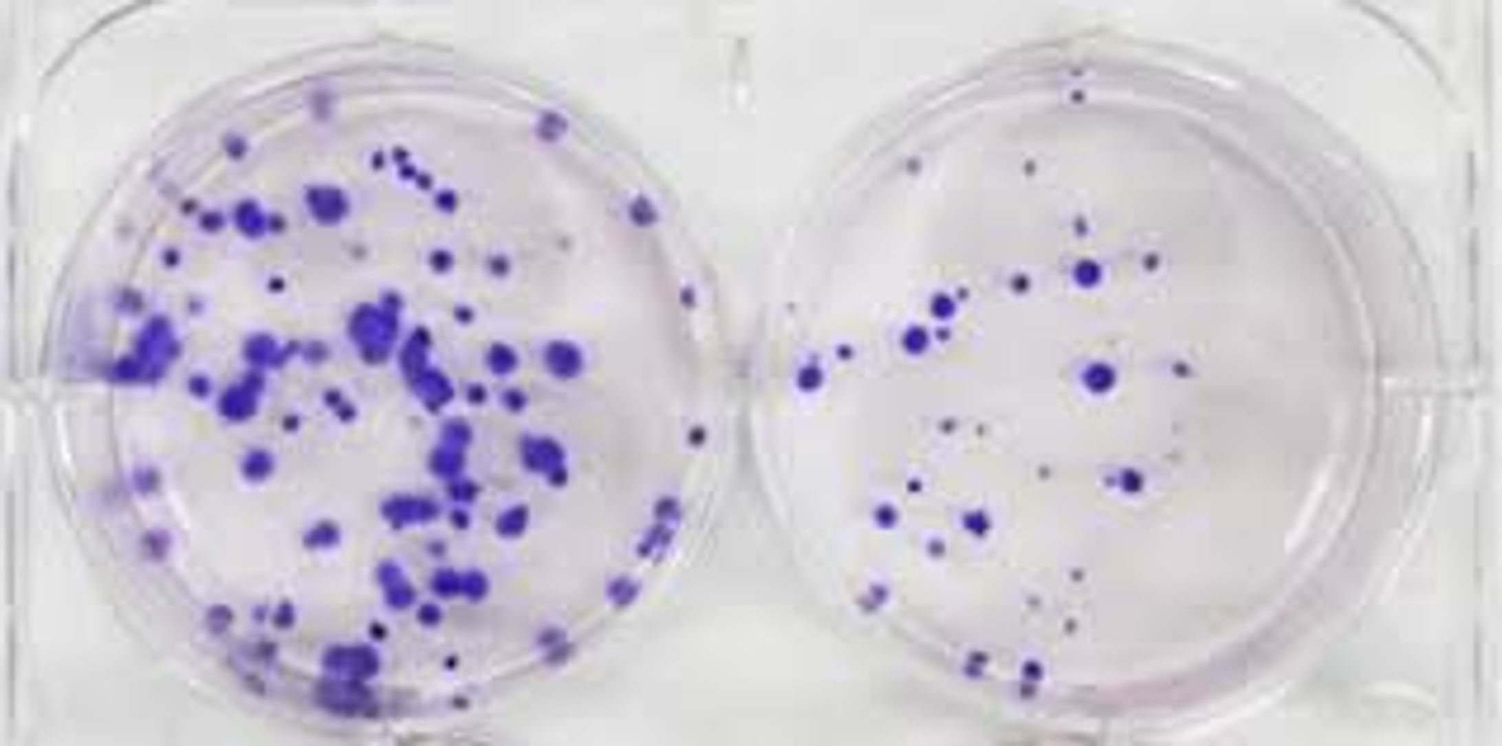 細胞毒性APIの世界および日本市場：メーカー、シェア、トレンド予測2025-1