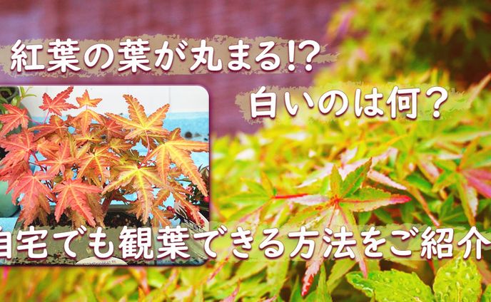 紅葉の葉が丸まる⁉白いのは何？自宅でも観葉できる方法をご紹介！