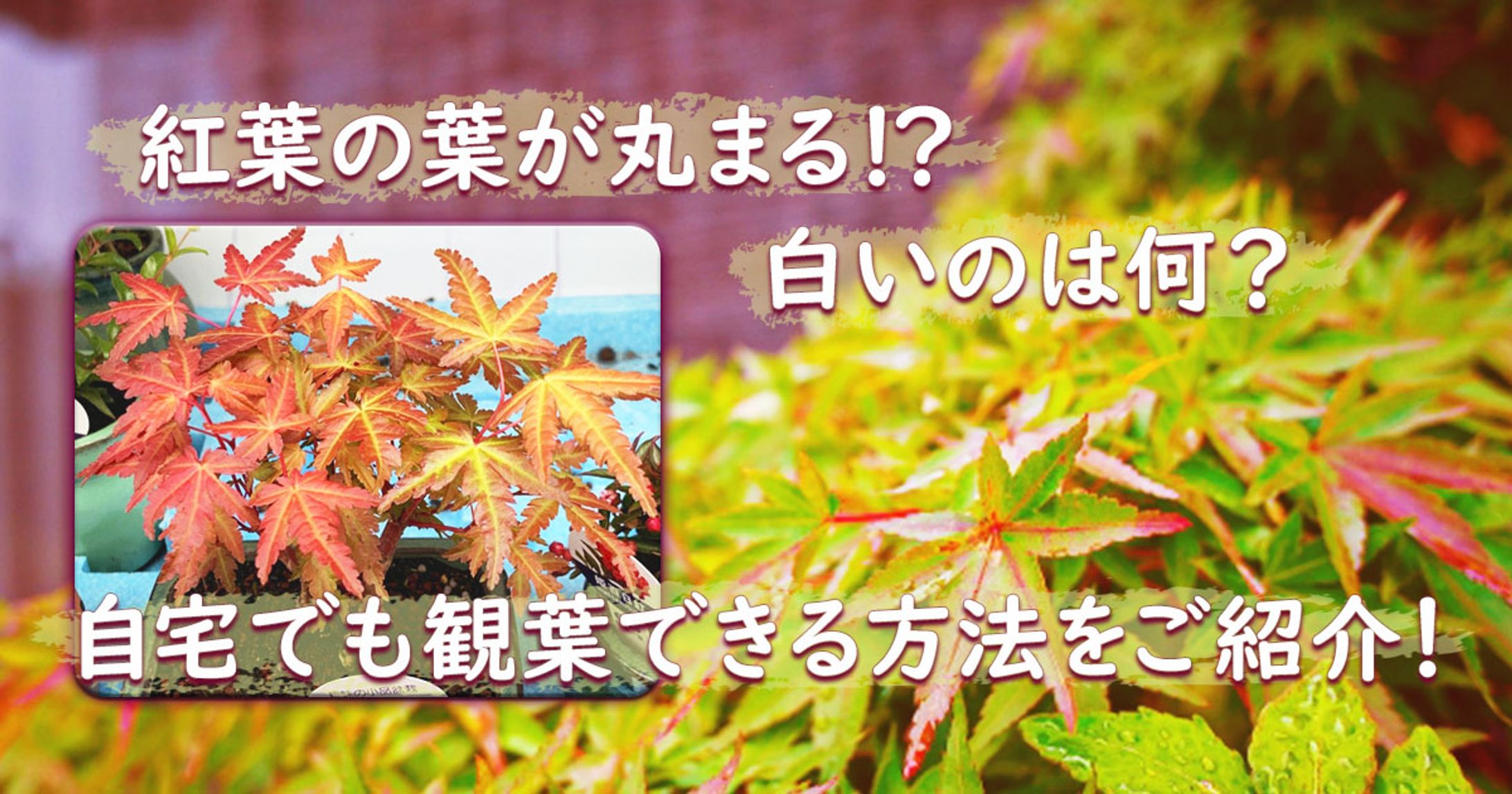 紅葉の葉が丸まる⁉白いのは何？自宅でも観葉できる方法をご紹介！-1
