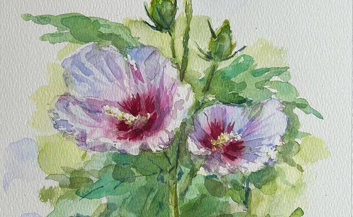 「木槿」
透明水彩　ohuhu水彩紙　A4

#透明水彩 #透明水彩画 #木槿 #ムクゲ #花 #花の絵 #絵画 #静物画 #hibiscus #mukuge #watercolor #watercolorpainting #flowers #flowerpainting #flowerart #stilllife