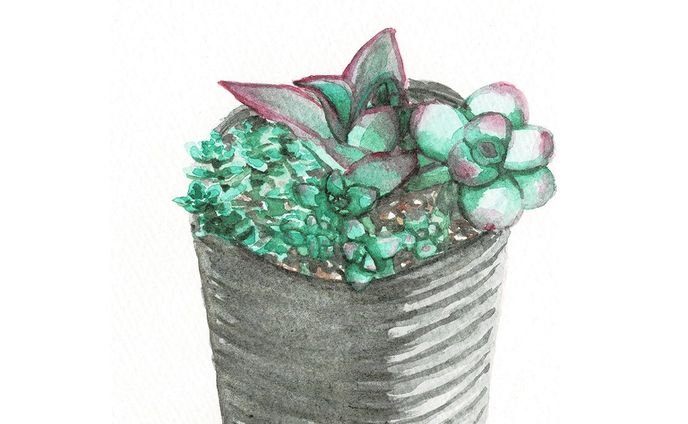 #13　多肉植物

#はせ子のグリーンスケッチ
#水彩画 #イラストレーション #イラストレーター #植物 #植物のある暮らし