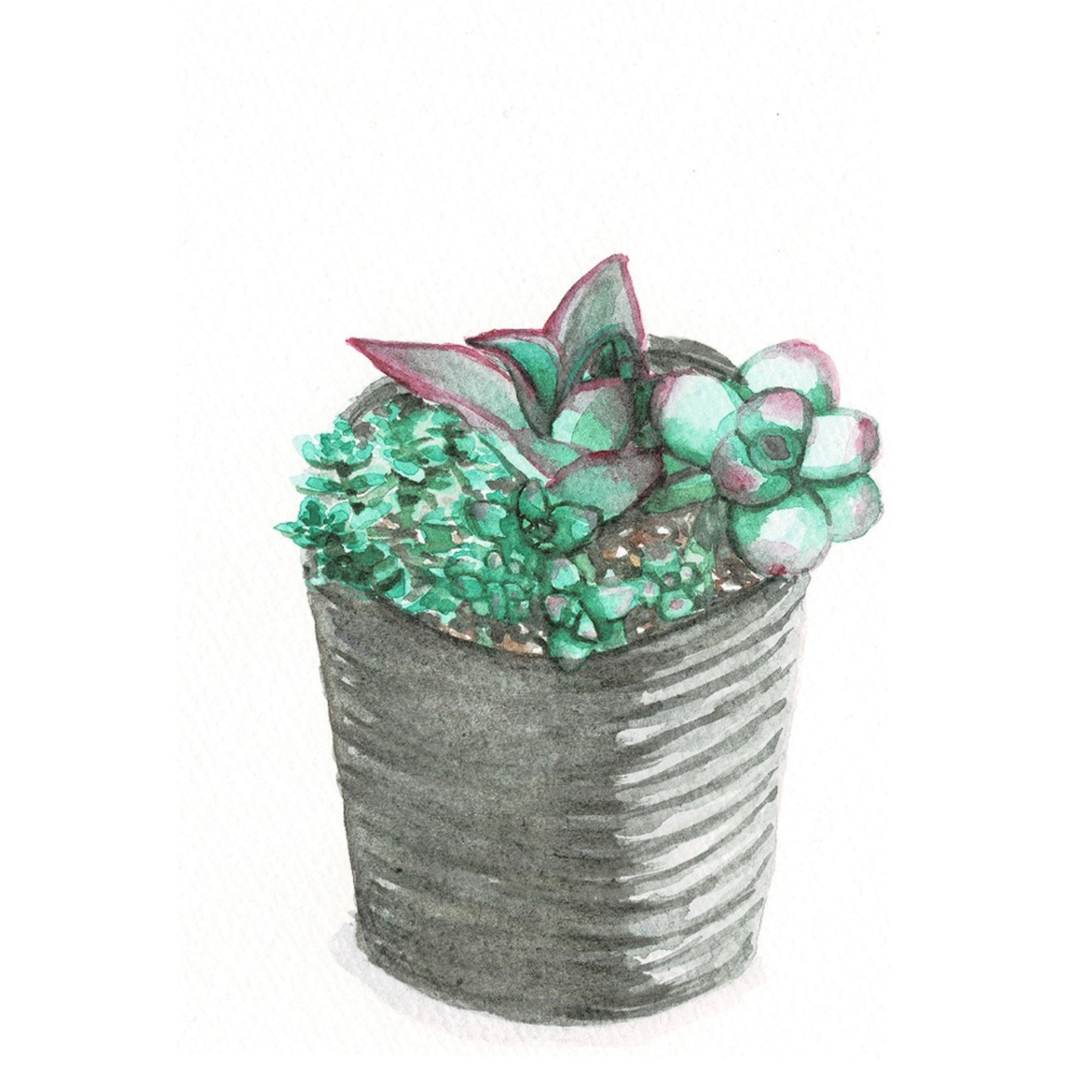 #13　多肉植物

#はせ子のグリーンスケッチ
#水彩画 #イラストレーション #イラストレーター #植物 #植物のある暮らし-1