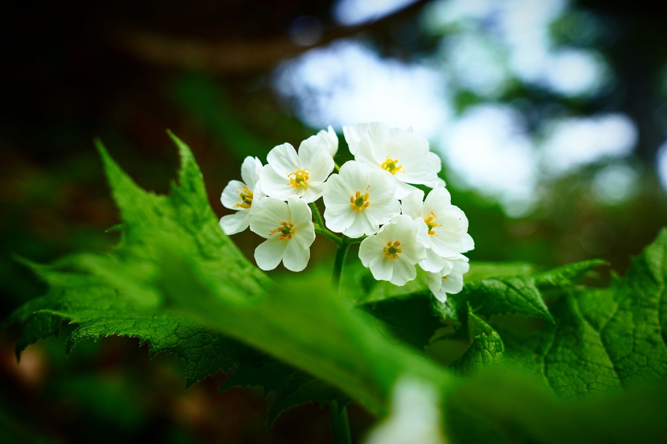  火打山に咲くサンカヨウ　-1