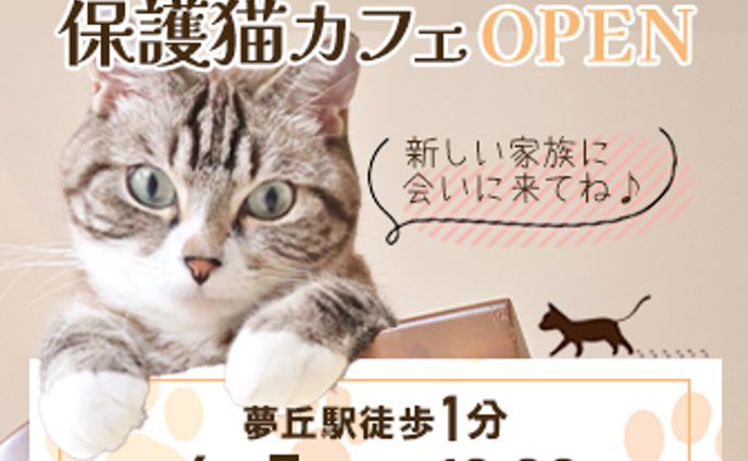 design、保護猫