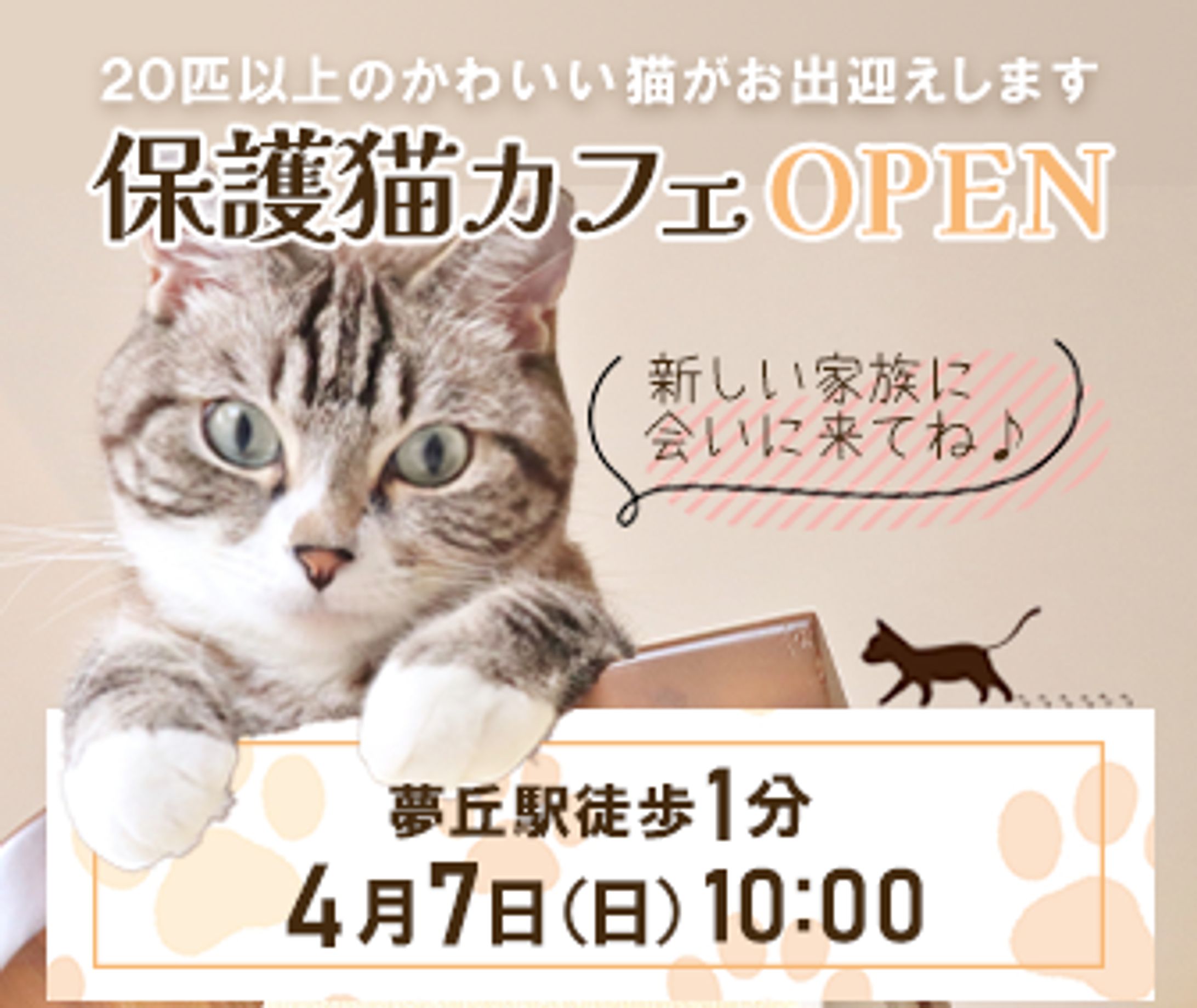 保護猫カフェ　バナー-1