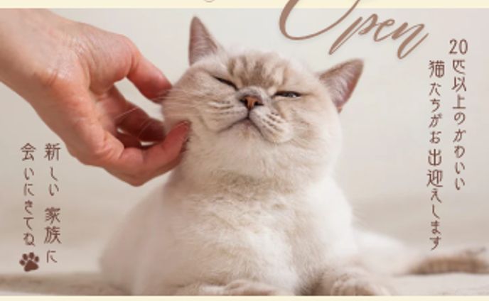 保護猫カフェオープン告知バナー（架空）