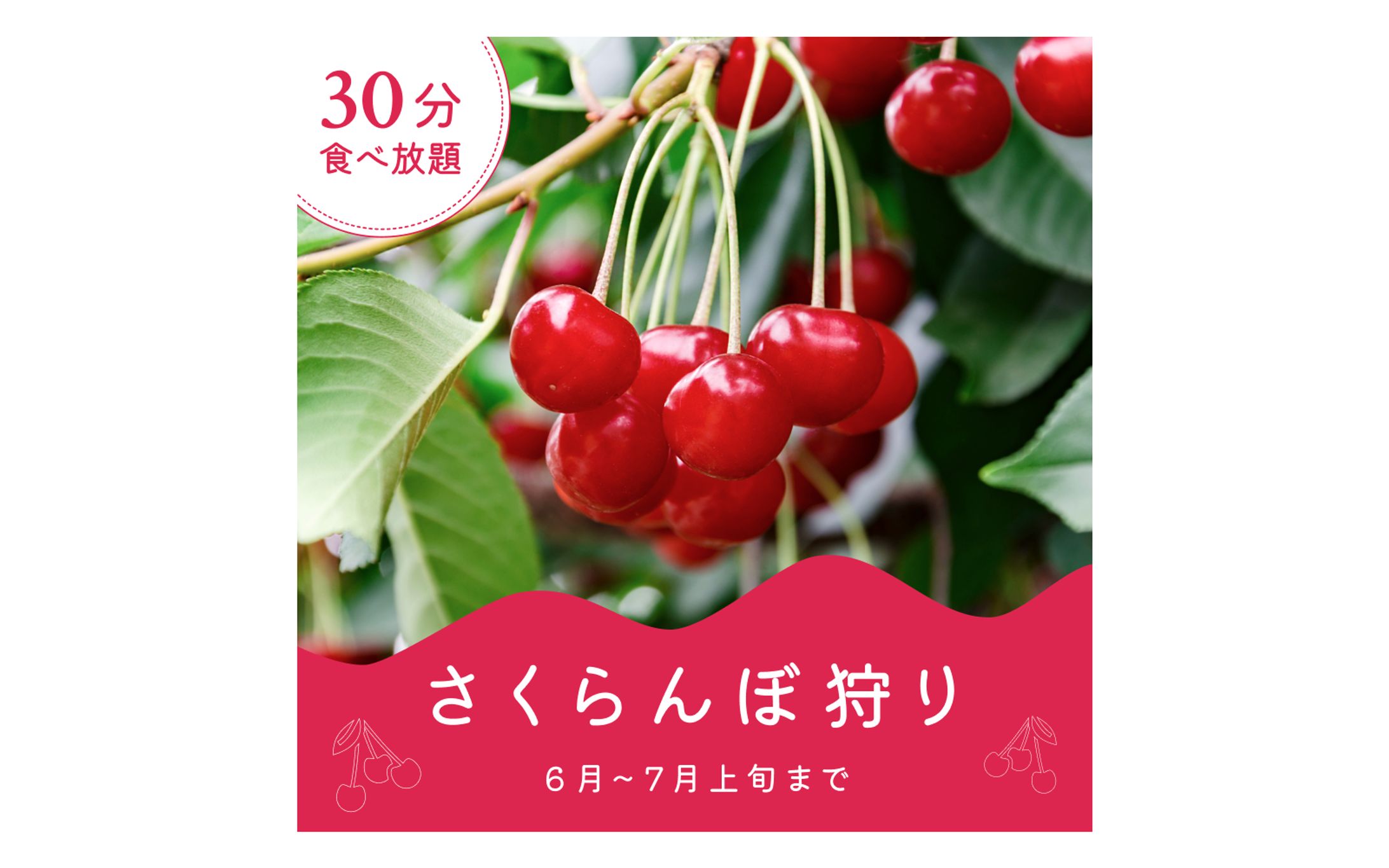 【バナー】Instagramさくらんぼ狩り-1