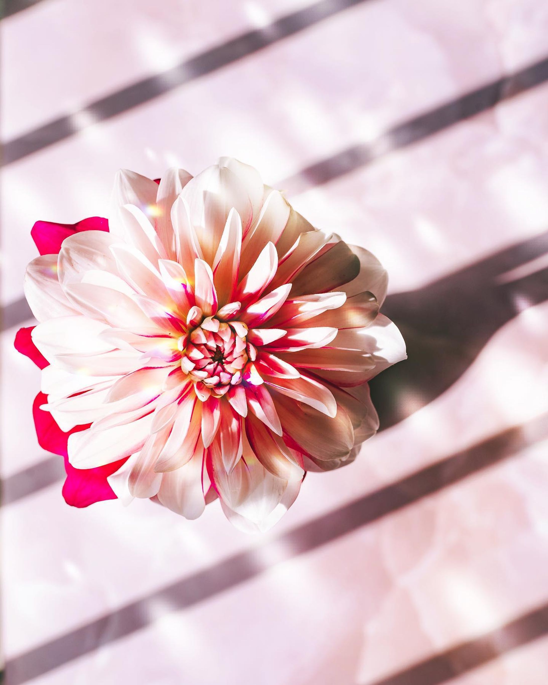 母の日ギフトにもおすすめな、
【来店型】のお花のサブスク

☑︎ハナノヒ

を利用してます。

めちゃくちゃ店舗のある日比谷花壇のサブスクサービスなんだけど

お家にお花が届くサブスクじゃなく、来店型のサブスクは珍しいかも。

月額プランがいくつかあって、
私が利用してみてるのは

『ツムハナ　ギフト』月額2955円。

すごいの。
この月額プランで月6回、
お店にある好きなお花を990円分のお花をお家に持って帰れるの！

もちろん超過分を追加で払えば超えてもOK。

普通にお得すぎん？？？？ってなったんだけど

さらにいいのは、好きなお花を持って帰れるところ。

今日はどのお花にしようかな💖っていう楽しさもそうだし、
月６回だからお花がずーっとおうちにある生活が送れます。

日比谷花壇はめちゃくちゃ店舗があるから便利だし、お花の種類も豊富だから楽しいし

お家で仕事してる時、お花があるとやっぱり嬉しい。

これ母の日ギフトとしてプレゼントもできるから、すごくおすすめ。

さらに超お得なクーポンコードもあるので是非！
つかって！！

★「ツムハナプラン」初月10%引きクーポン（新規登録者限定）
クーポンコード：wJZC6zTf

※「ツムハナプラン」のみ初月10％off
※2ヶ月目以降は定価で自動更新
※登録有効期限：2022/6/30
※新規会員登録時に入力できます

お花の写真がたくさんあるのでまた投稿します💖

#ハナノヒ365days #私とハナノヒ #お花の定期便 #母の日ギフト #お花のサブスク #記念日プレゼント #お祝いに #丁寧な暮らし方 #豊かなくらし #lemonsquare🍋 #ブツ撮り#花 #商品撮影

@cchannel_lemonsquare よりツムハナプランをご提供いただきました。ありがとうございます❤︎-1