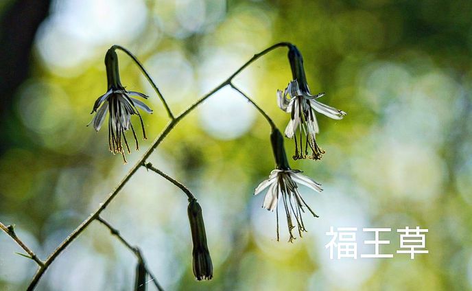 フォトグラファー、op/ed