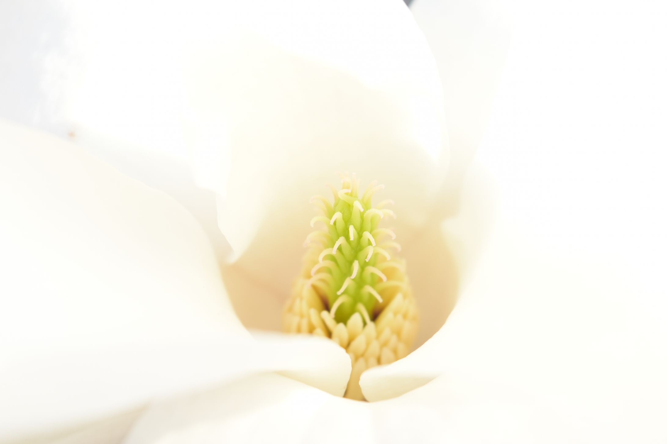 初春の花-1