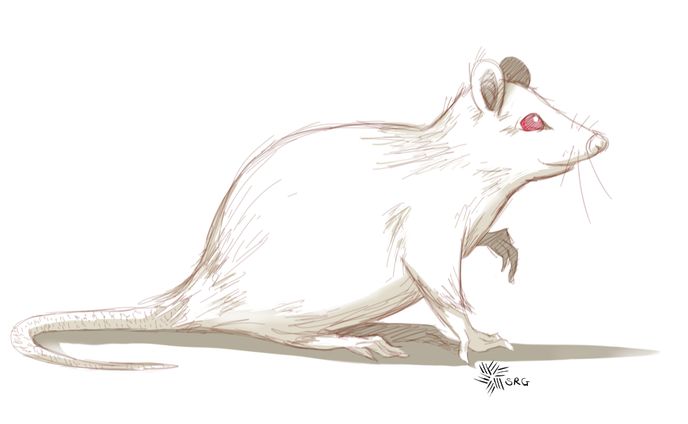 twitter、sketch
