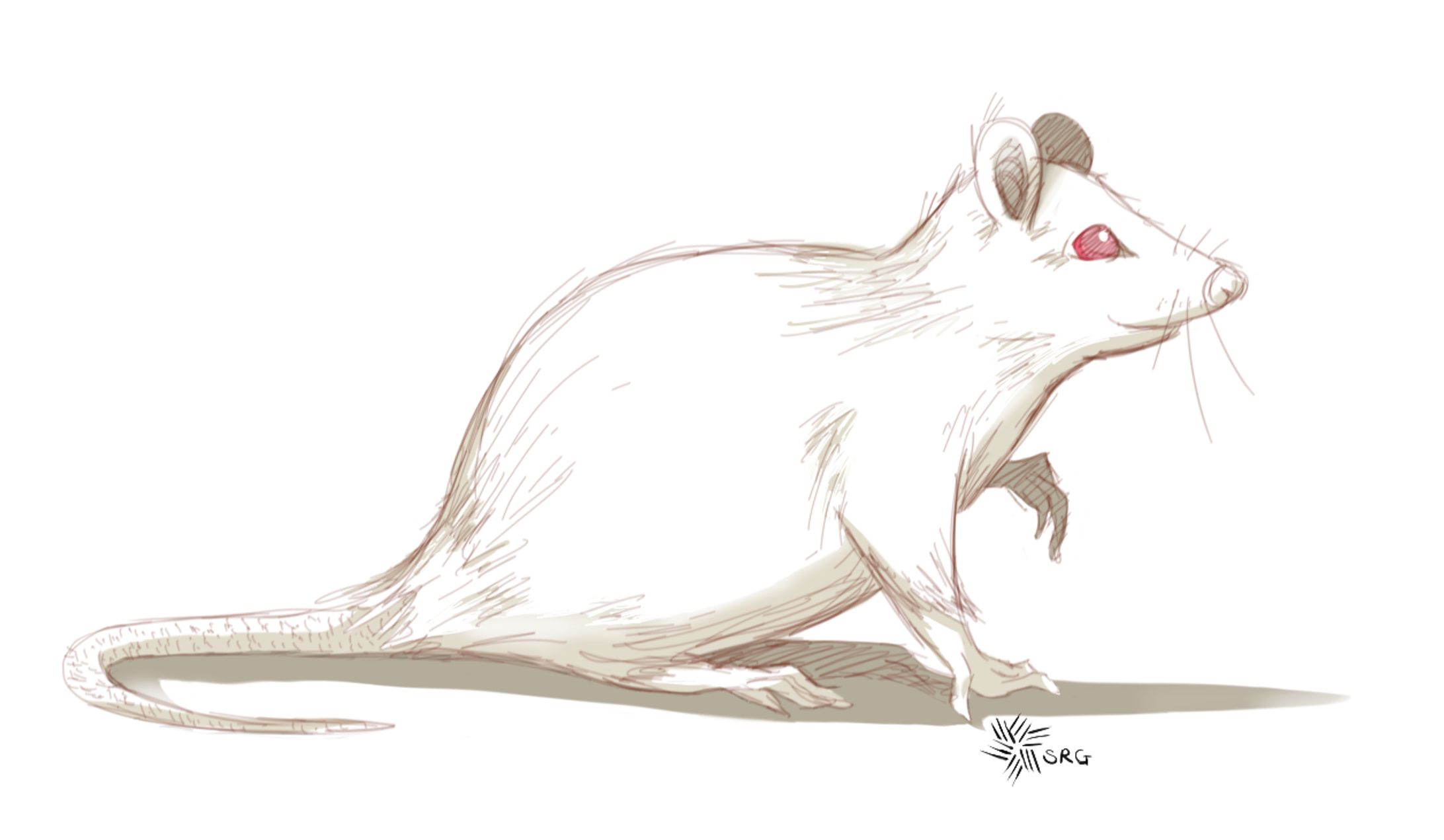Rodent Study1-1