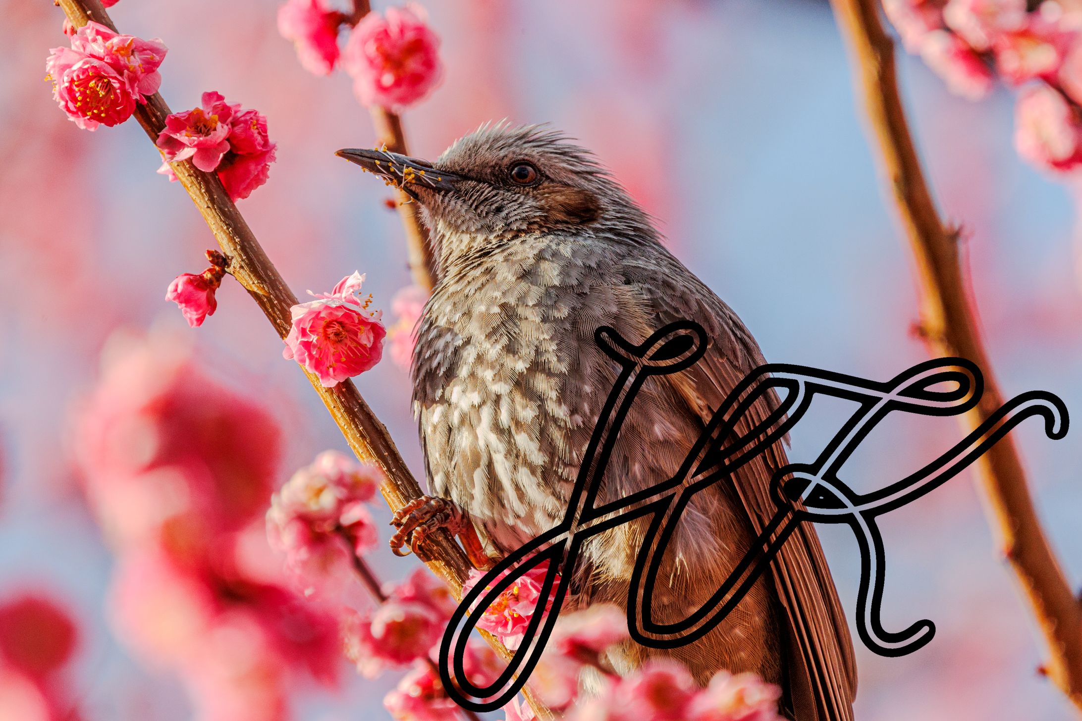 被写体例：野鳥-1