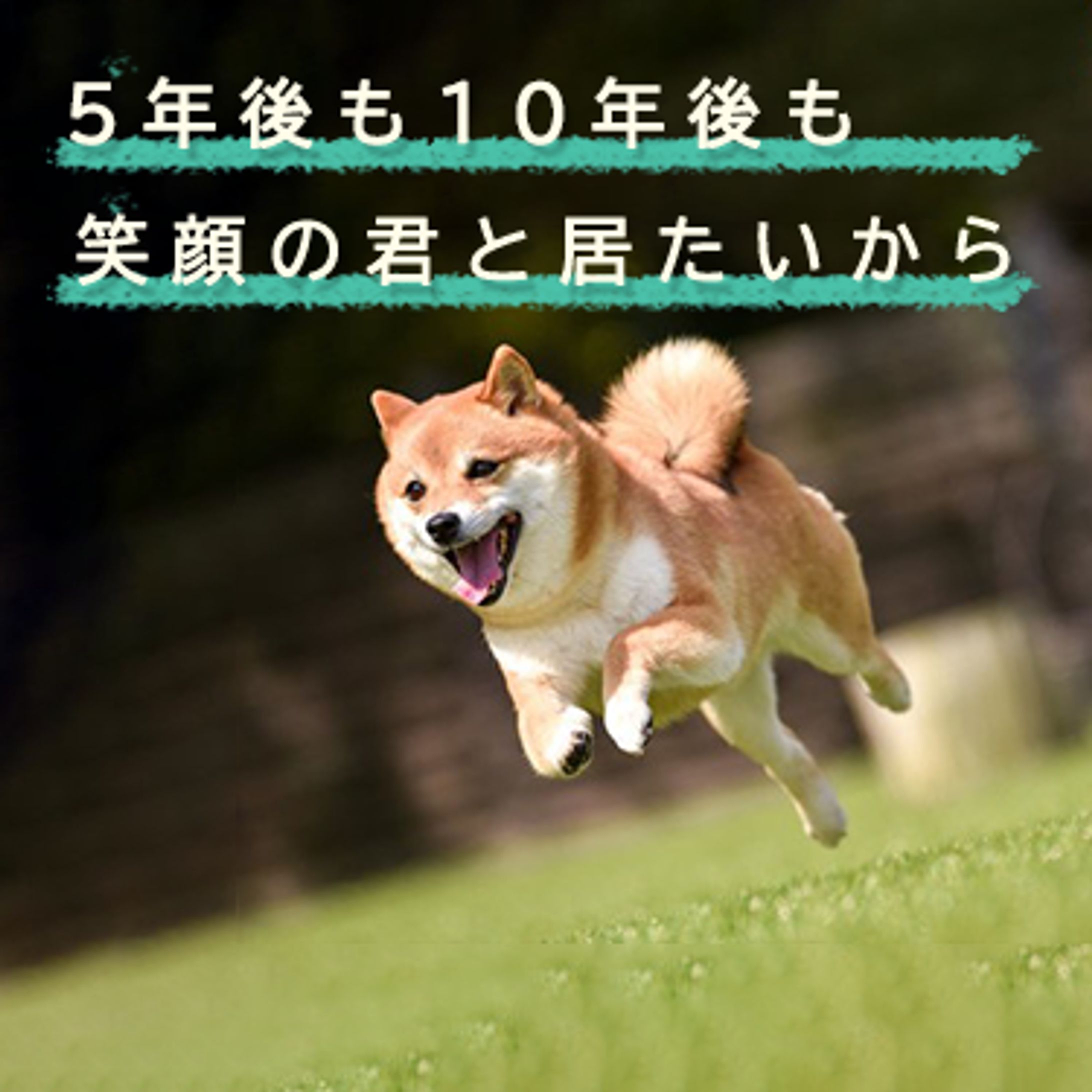 ドッグフード LP ドッグフード LP