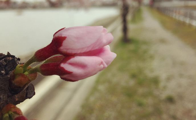 春は近くに

少し遅いですが、桜のつぼみです。

#桜 #ファインダー越しの私の世界 #つぼみ #蕾 #花 #春 #ボケ #cherryblossom #flower #nature #spring