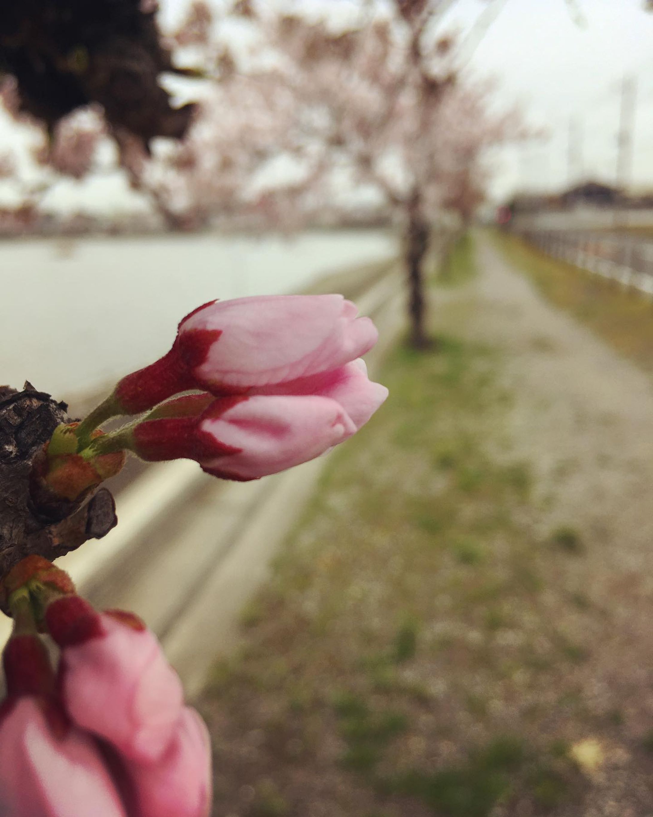 春は近くに

少し遅いですが、桜のつぼみです。

#桜 #ファインダー越しの私の世界 #つぼみ #蕾 #花 #春 #ボケ #cherryblossom #flower #nature #spring-1