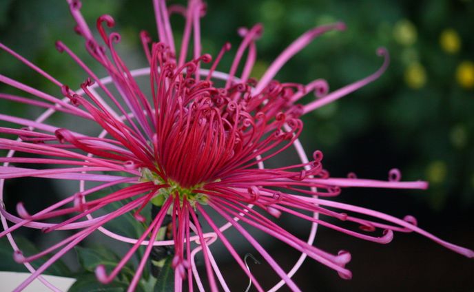 アニメーション、poster