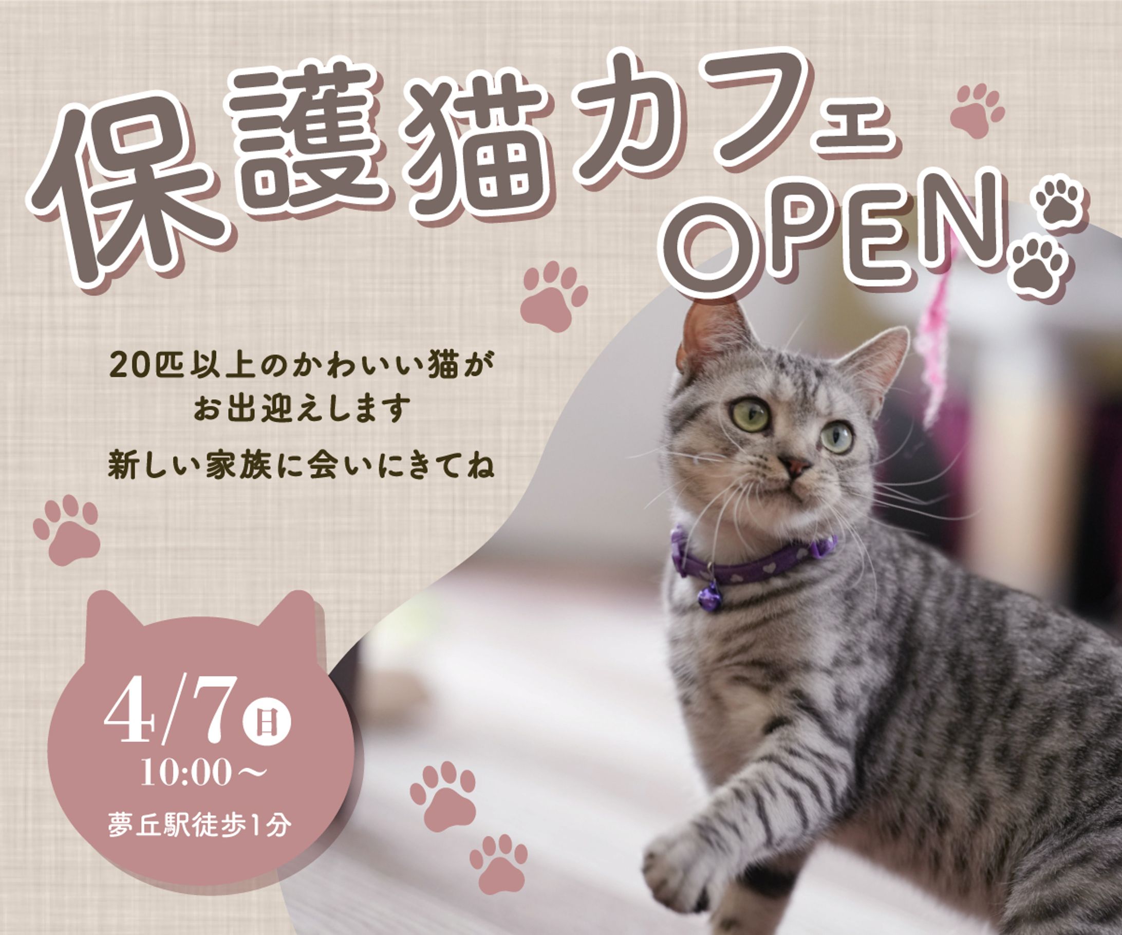保護猫カフェオープン-1
