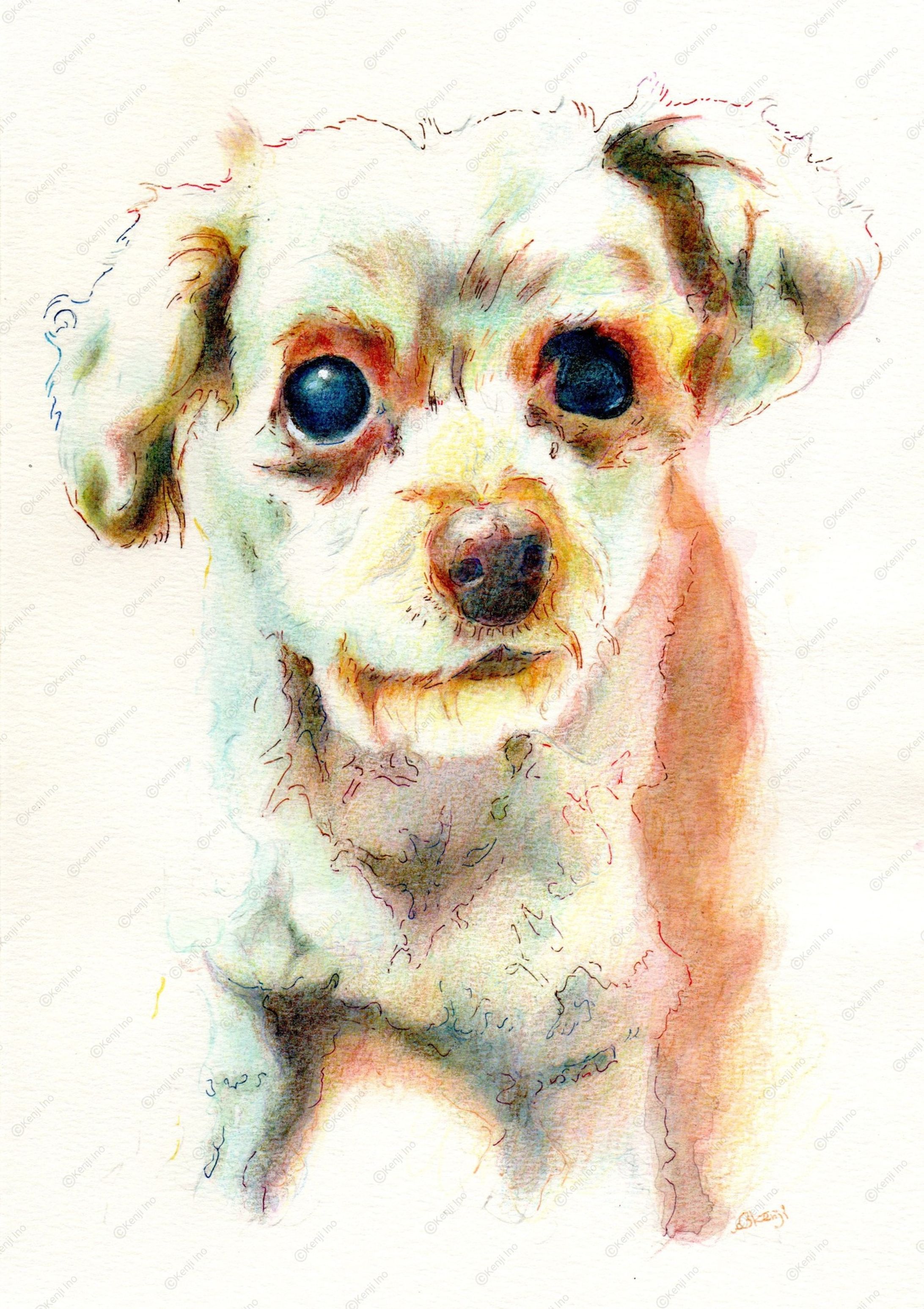 ココアちゃん♀_チワワ×トイプードル-1