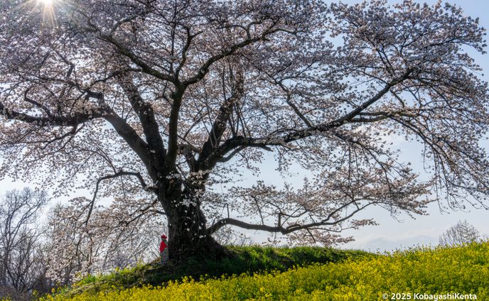 さくらとお地蔵さん＠日向の人待ち地蔵桜