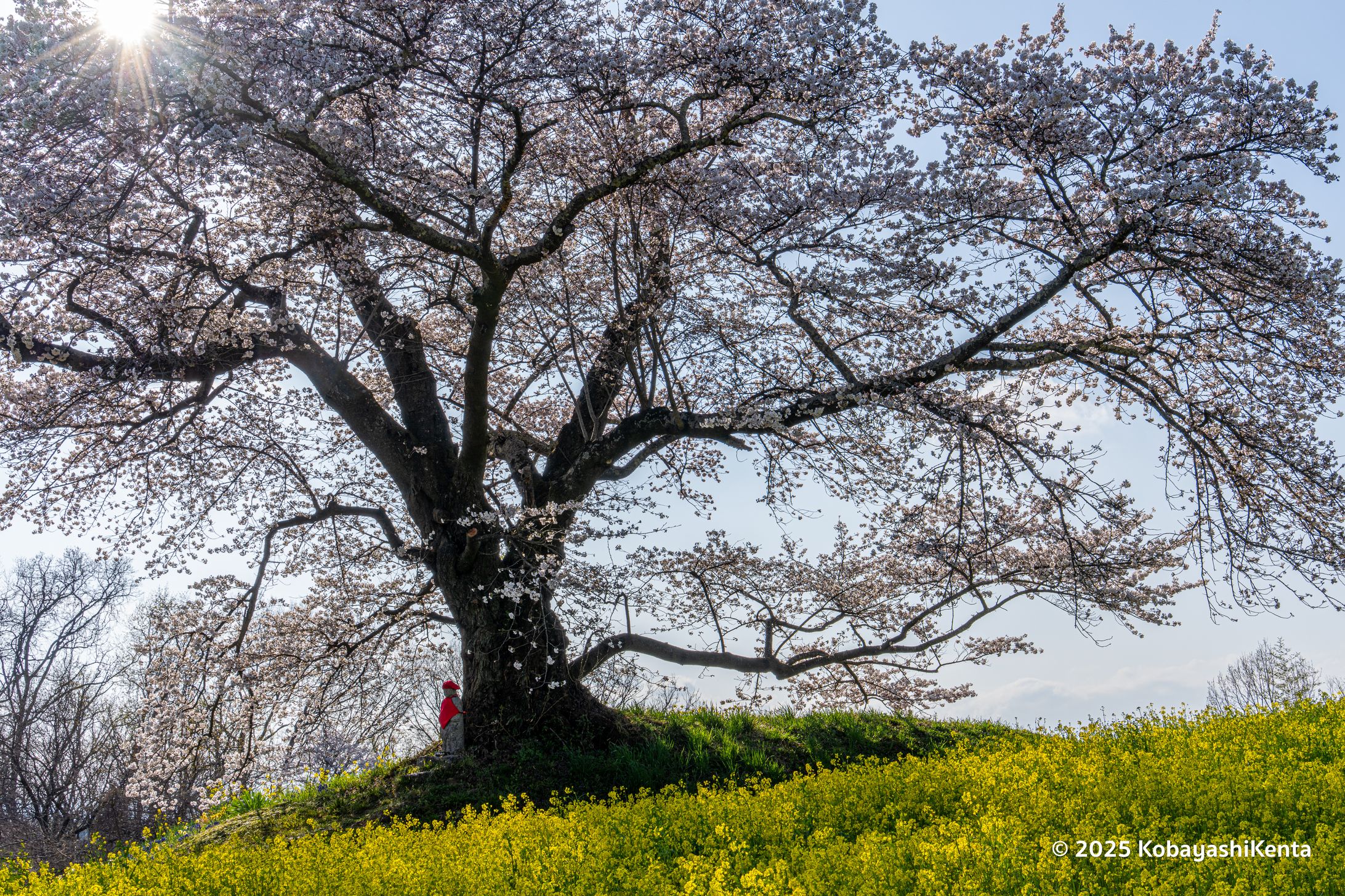 さくらとお地蔵さん＠日向の人待ち地蔵桜-1