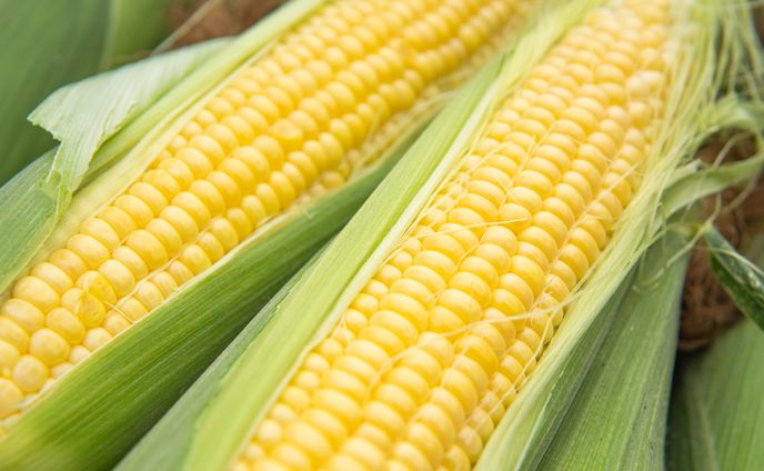 ふるさと納税返礼品