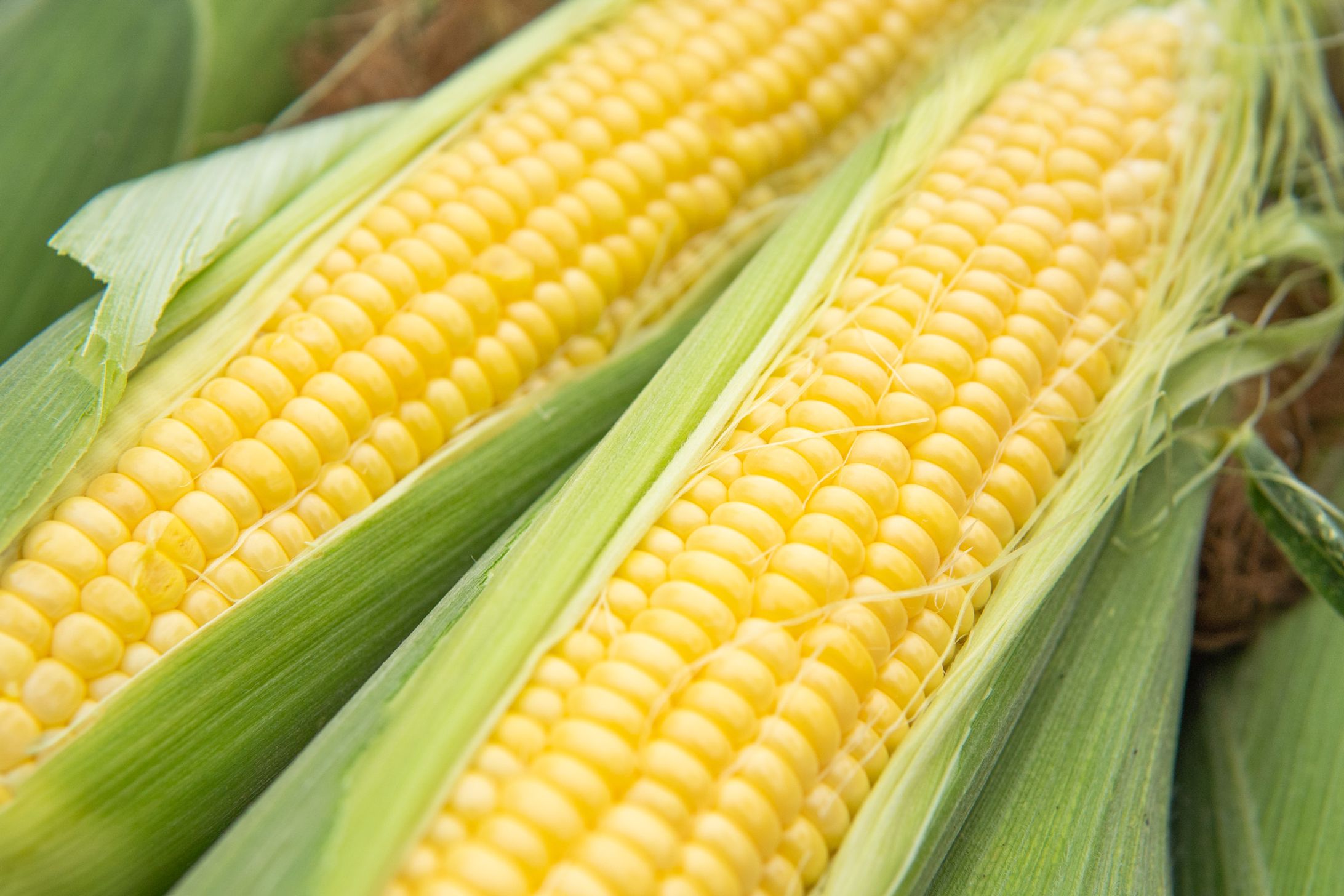 ふるさと納税返礼品-1