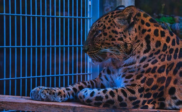 #王子動物園 
・
・
・
LOCATION：王子動物園
CAMERA ：SONY a7Ⅳ
LENS：TAMRON E50-400 F4.5-6.3 A067
FE：105mm
ISO：250
F値：f11
SS：1/160

撮影のご依頼はお気軽にDMで😊

#takumapictures 
#タクマピクチャーズ 
#写真好きな人と繋がりたい 
#カメラ好きな人と繋がりたい 
#アニメのワンシーンのように 
#カメラ男子 
#カメラ女子 
#写真で伝えたい私の世界 
#ファインダー越しの私の世界 
#ファインダー越しの世界 

#japan #japantravel #japantrip #japanlife #japanphoto #japanstyle #japan_grate_view #japantravelphoto #japan_daytime_view