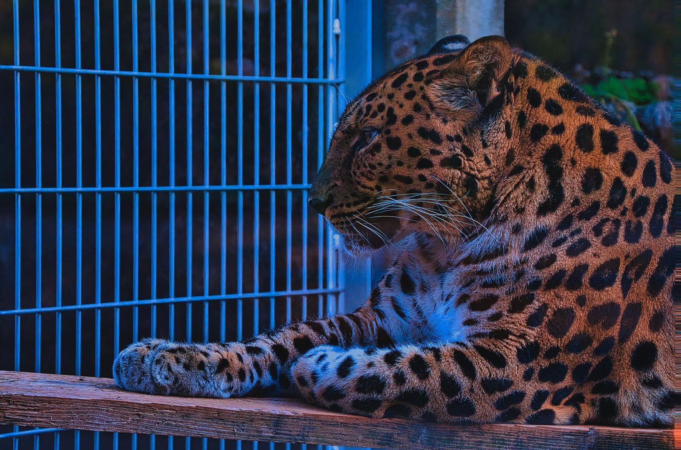 #王子動物園 
・
・
・
LOCATION：王子動物園
CAMERA ：SONY a7Ⅳ
LENS：TAMRON E50-400 F4.5-6.3 A067
FE：105mm
ISO：250
F値：f11
SS：1/160

撮影のご依頼はお気軽にDMで😊

#takumapictures 
#タクマピクチャーズ 
#写真好きな人と繋がりたい 
#カメラ好きな人と繋がりたい 
#アニメのワンシーンのように 
#カメラ男子 
#カメラ女子 
#写真で伝えたい私の世界 
#ファインダー越しの私の世界 
#ファインダー越しの世界 

#japan #japantravel #japantrip #japanlife #japanphoto #japanstyle #japan_grate_view #japantravelphoto #japan_daytime_view-1