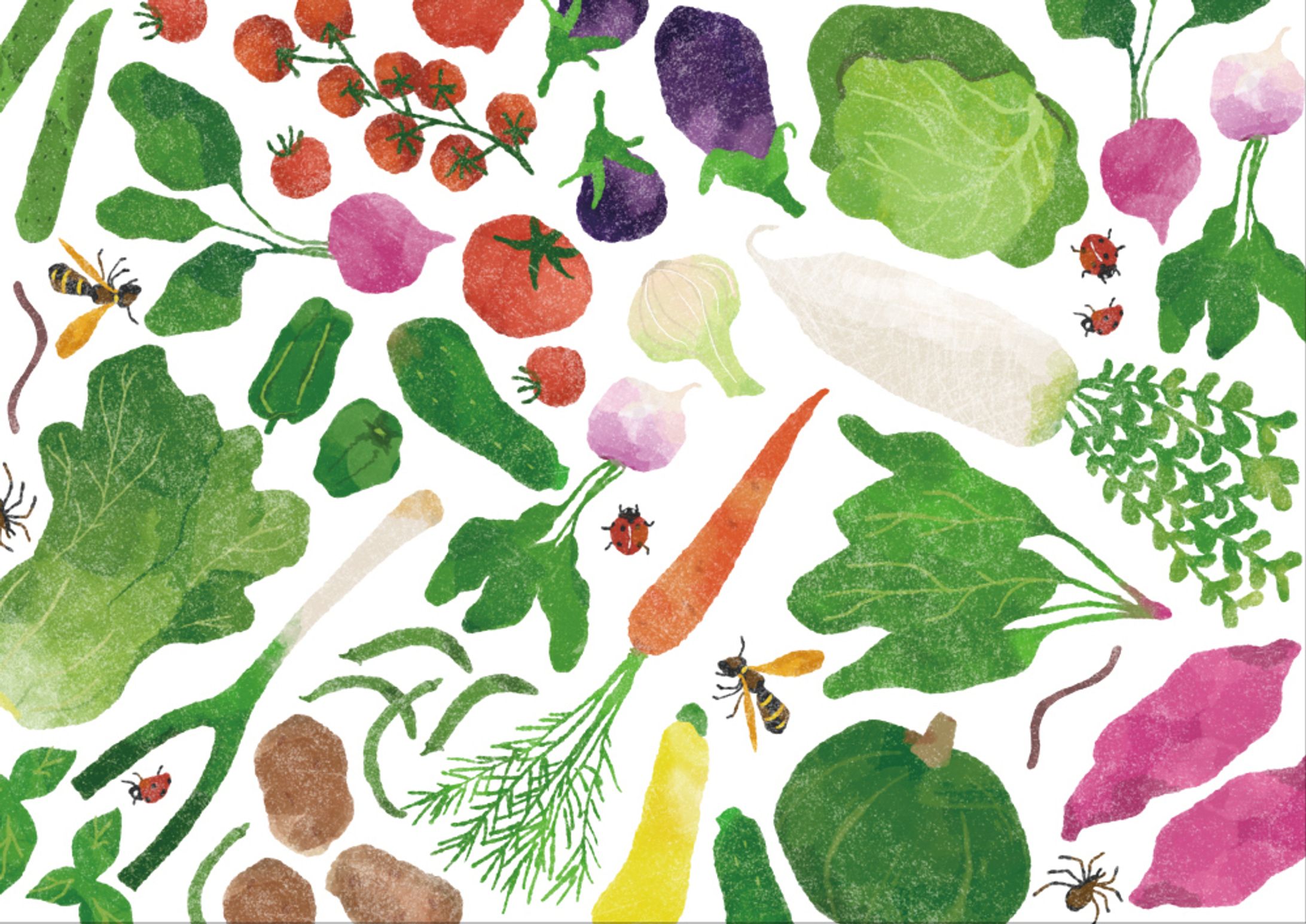 おやさい箋（1）-1