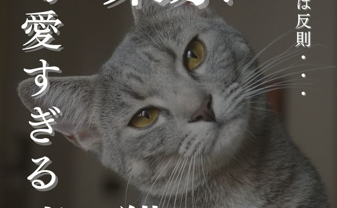 cat's＿猫カフェ