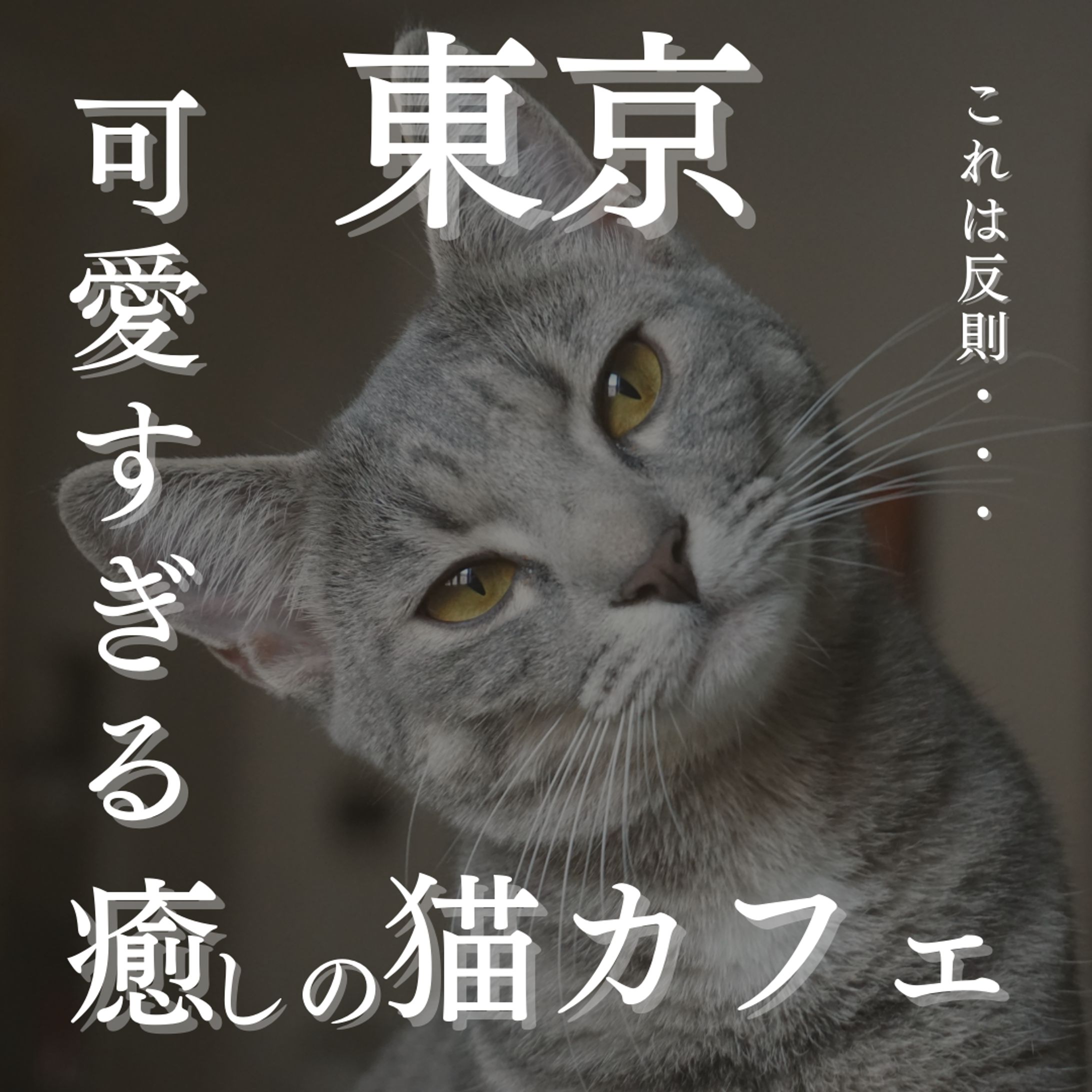 cat's＿猫カフェ-1