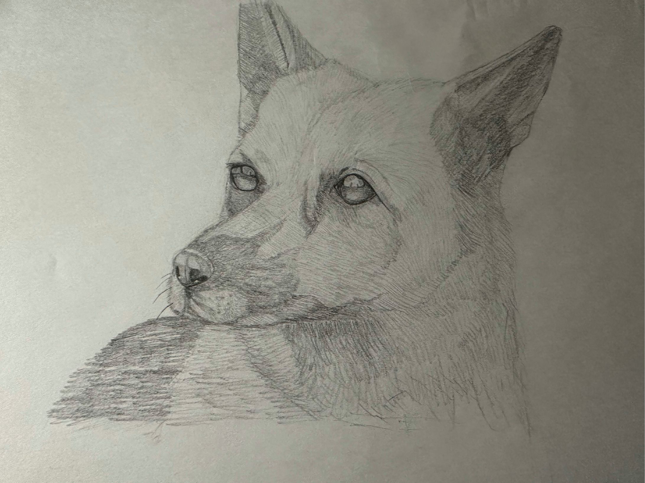 犬落書き-1