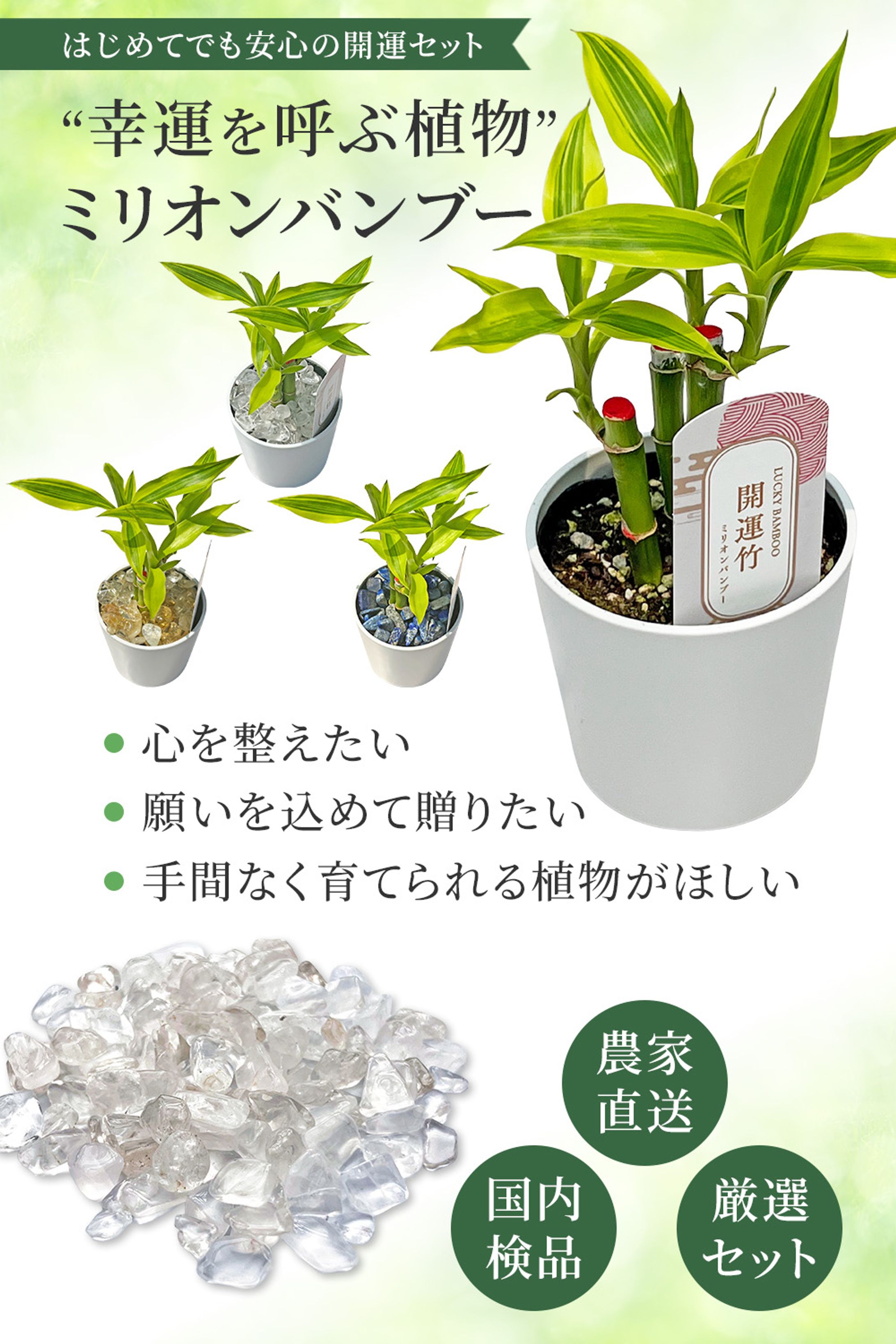 ミリオンバンブーの商品画像-1