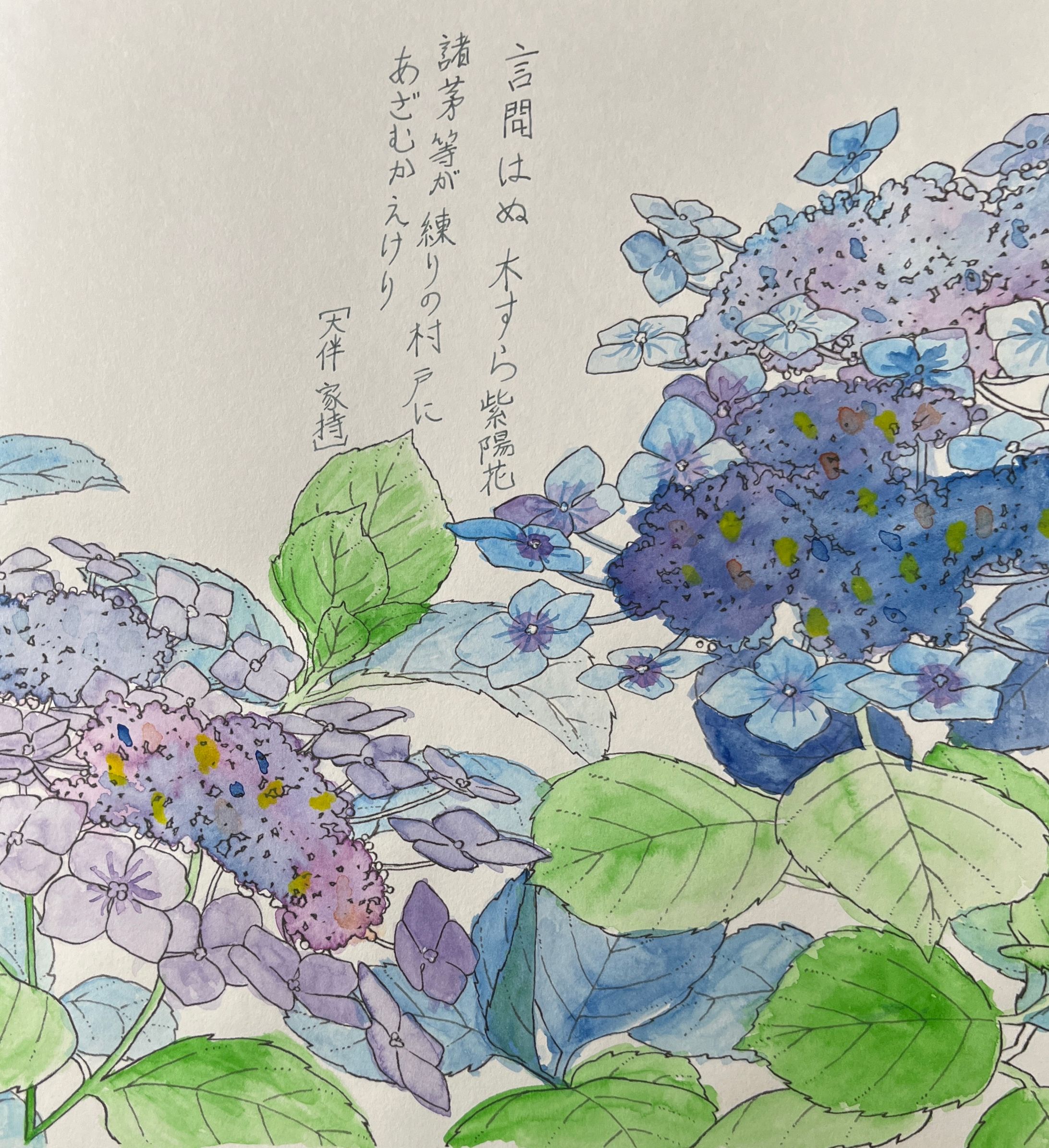 塗り絵 水彩 紫陽花-1